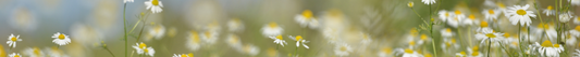 What to Do With Your Bouquet After the Wedding: Preservation Tips & Timeline