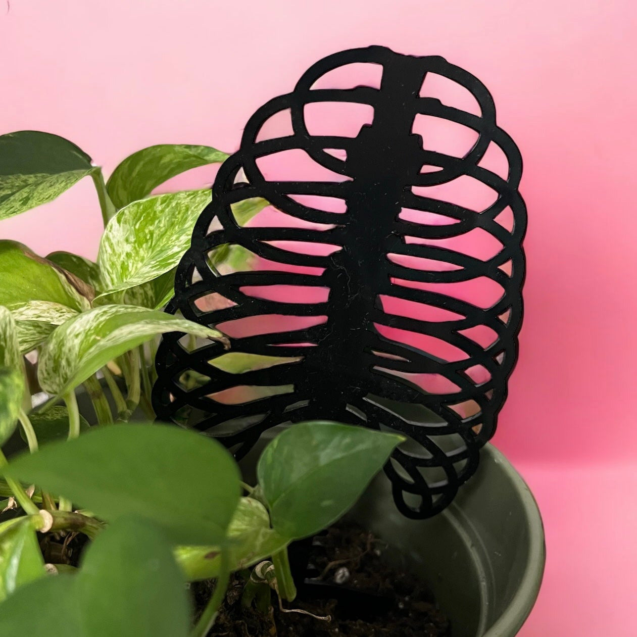 plant pot cage Skelly Rib Cage Plant Trellis