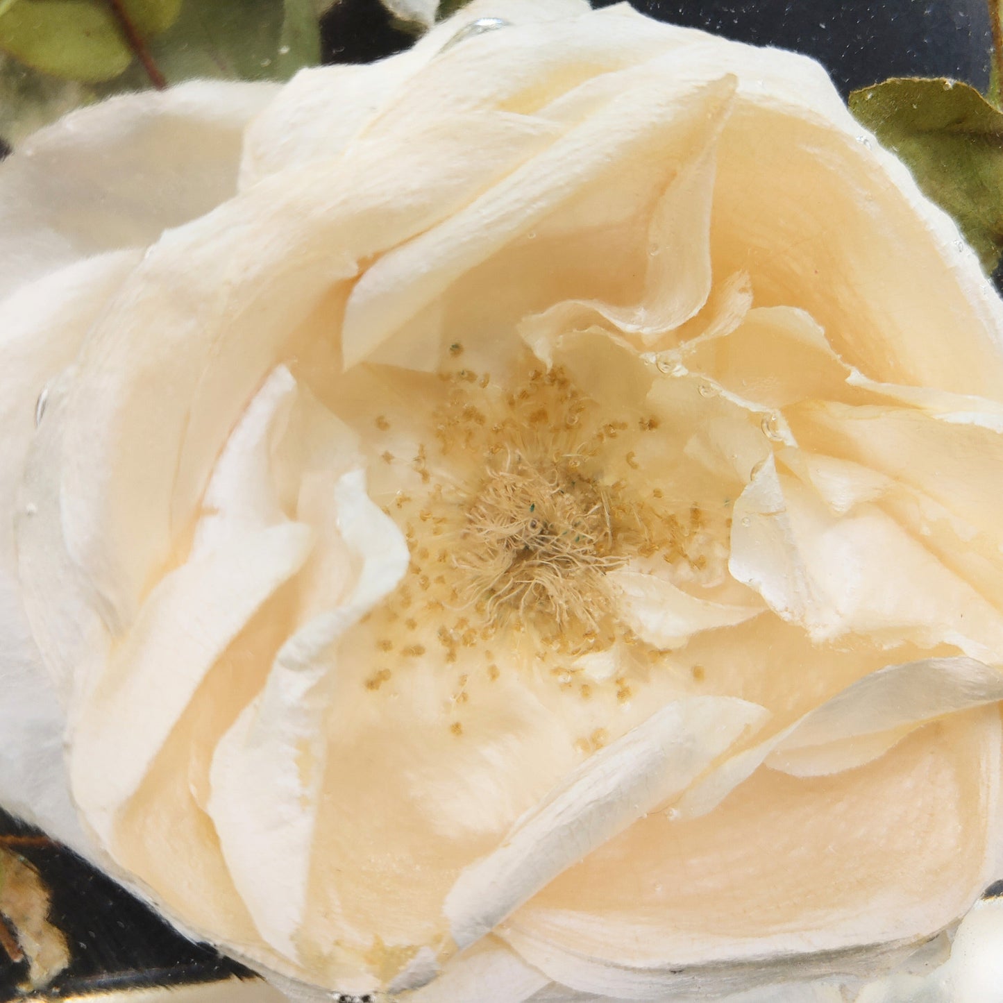 A crystal clear resin block close up of a white rose . A beautiful way to preserve a bridal bouquet.