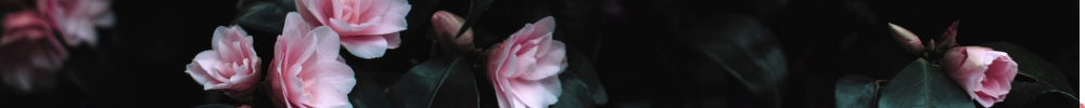 Preserving Flowers From Other Special Occasions (Not Just Weddings!)
