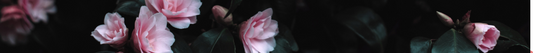 Preserving Flowers From Other Special Occasions (Not Just Weddings!)
