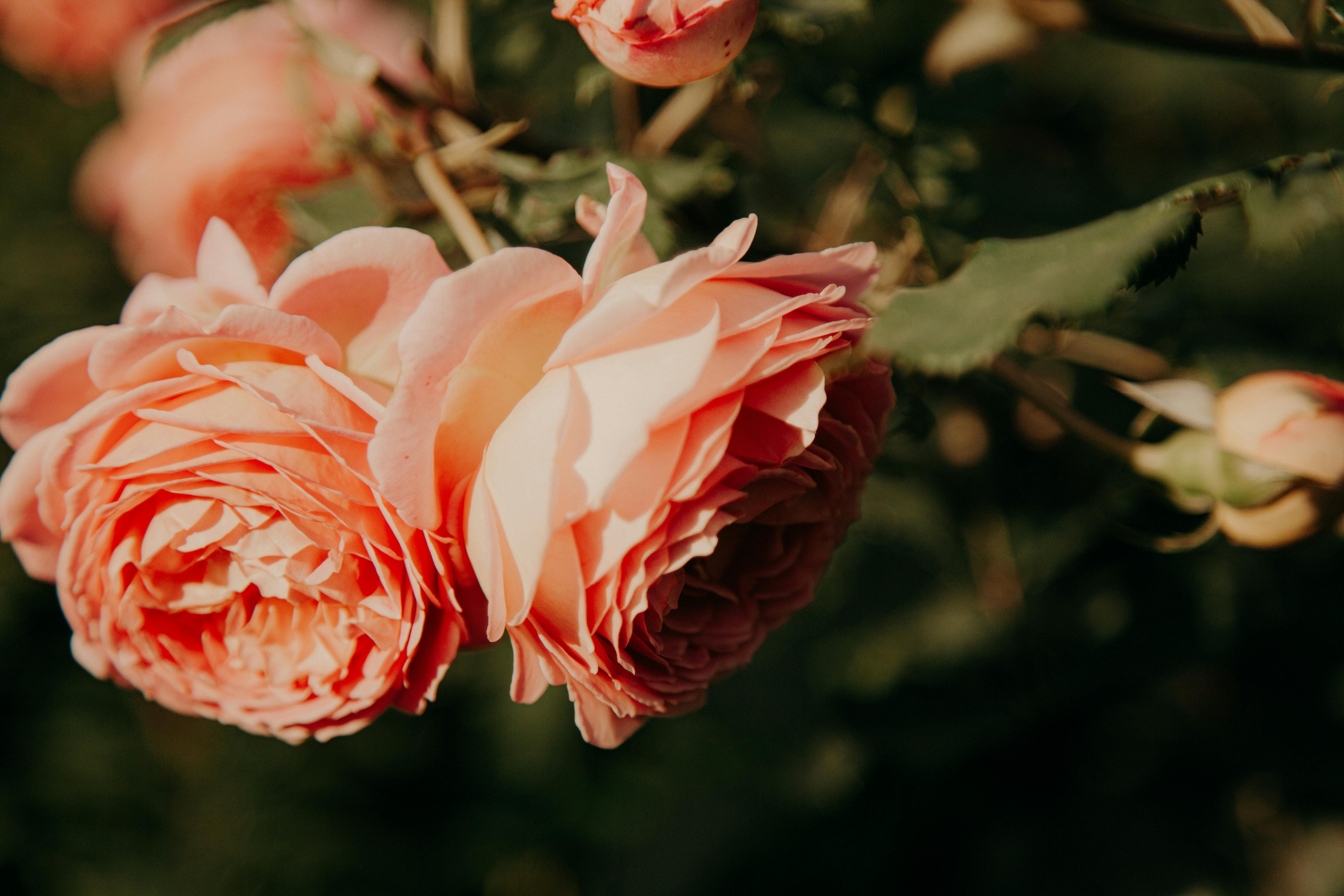 Close-up of pink roses with a blurred green background