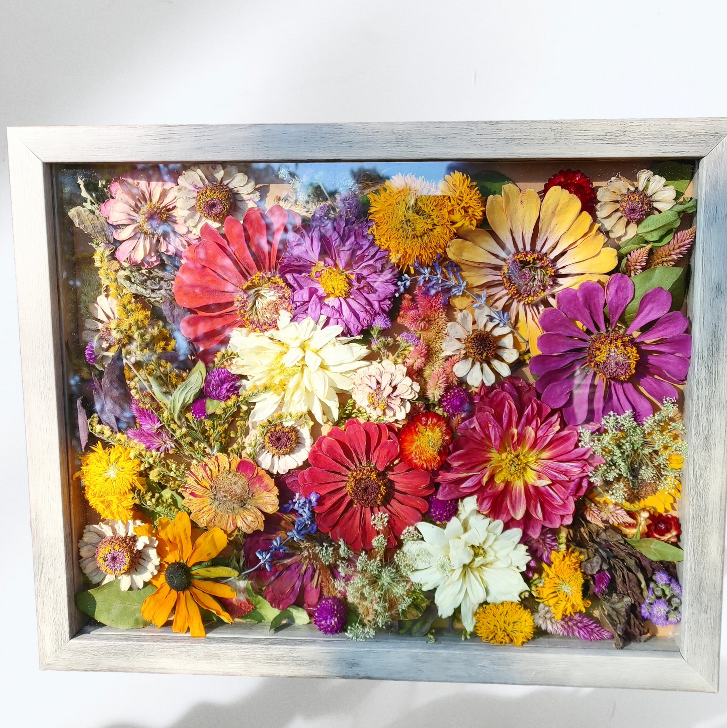 a wooden framed shadow box filled with many flowers, including many colors of zinnia, dahlias, and strawflower.  